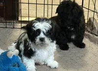 Davey, a male Shihpoo for sale in Gloucester, VA – 5 of 8