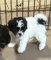 Emmy, a female Shihpoo for sale in Gloucester, VA – 1 of 9