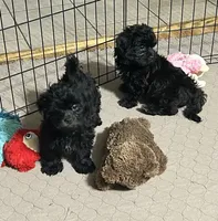 Jack, a male Shihpoo for sale in Gloucester, VA – 10 of 10