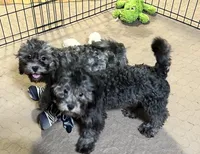 Sara, a female Shihpoo for sale in Gloucester, VA – 5 of 6