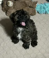 Martha, a female Shihpoo for sale in Gloucester, VA – 2 of 9
