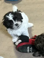 Emmy, a female Shihpoo for sale in Gloucester, VA – 4 of 9