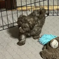 Mabel, a female Shihpoo for sale in Gloucester, VA – 6 of 6