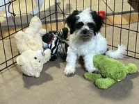 Oreo, a male Shihpoo for sale in Gloucester, VA – 9 of 10