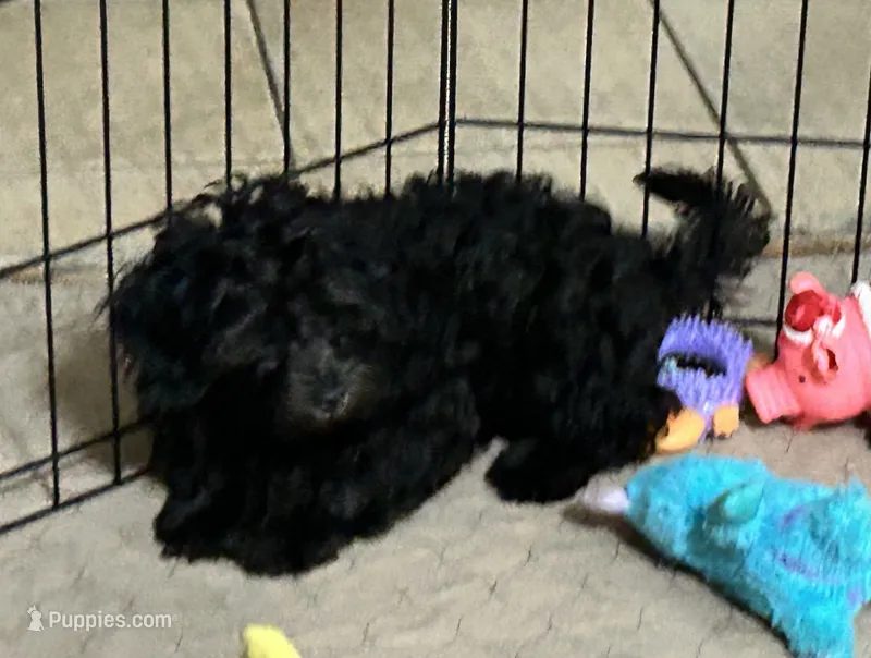 Bonnie – Shihpoo puppy for sale in Gloucester, VA
