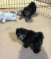Bingo, a male Shihpoo for sale in Gloucester, VA – 6 of 6