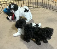 Emmy, a female Shihpoo for sale in Gloucester, VA – 6 of 9