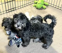 Sara, a female Shihpoo for sale in Gloucester, VA – 4 of 6