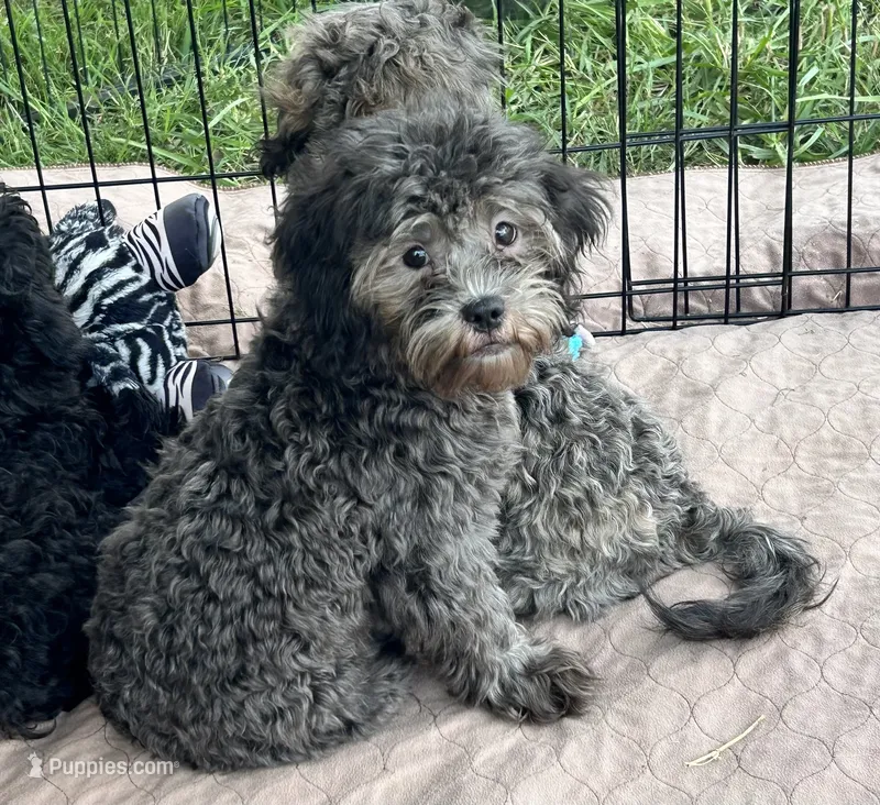 Crystal – Shihpoo puppy for sale in Gloucester, VA