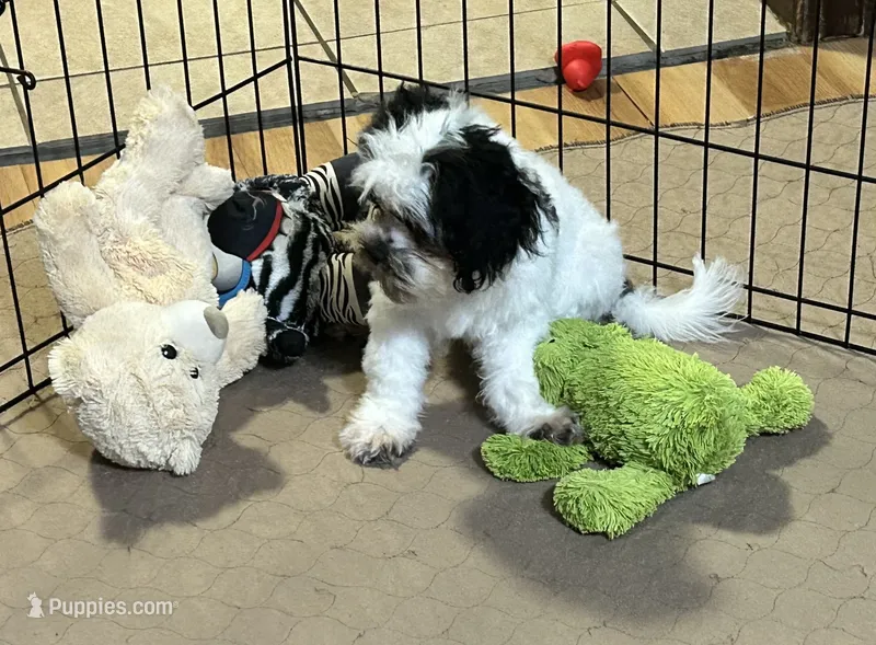 Oreo – Shihpoo puppy for sale in Gloucester, VA