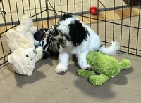 Oreo, a male Shihpoo for sale in Gloucester, VA – 1 of 10