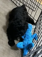 Daisy, a female Yorkipoo for sale in Gloucester, VA – 3 of 10
