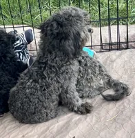 Crystal, a female Shihpoo for sale in Gloucester, VA – 2 of 4