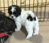 Emmy, a female Shihpoo for sale in Gloucester, VA – 2 of 9