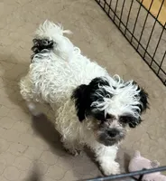 Pandy Andy, a male Shihpoo for sale in Gloucester, VA – 8 of 10