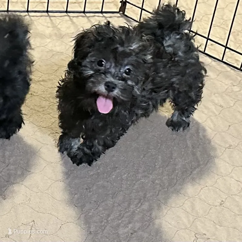 Bianca – Shihpoo puppy for sale in Gloucester, VA