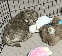 Max, a male Shihpoo for sale in Gloucester, VA – 3 of 7