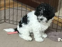 Milo, a male Shihpoo for sale in Gloucester, VA – 6 of 10