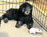Bianca, a female Shihpoo for sale in Gloucester, VA – 4 of 5