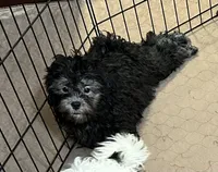 Oscar, a male Shihpoo for sale in Gloucester, VA – 3 of 6