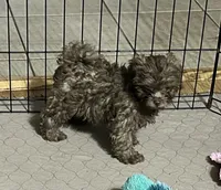 Mabel, a female Shihpoo for sale in Gloucester, VA – 2 of 6