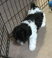 Eva, a female Shihpoo for sale in Gloucester, VA – 3 of 9