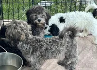 Crystal, a female Shihpoo for sale in Gloucester, VA – 3 of 4