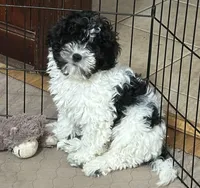 Milo, a male Shihpoo for sale in Gloucester, VA – 2 of 10