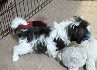 Davey, a male Shihpoo for sale in Gloucester, VA – 6 of 8