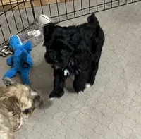 Dallas, a male Shihpoo for sale in Gloucester, VA – 6 of 9