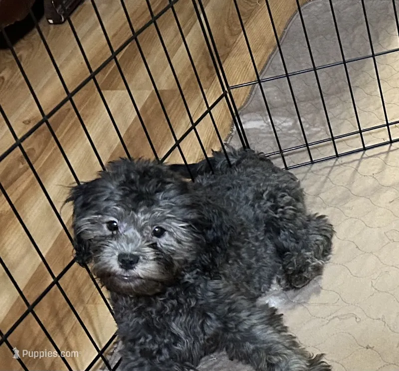Sara – Shihpoo puppy for sale in Gloucester, VA