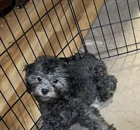 Sara, a female Shihpoo for sale in Gloucester, VA – 1 of 6