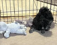 Baxter, a male Shihpoo for sale in Gloucester, VA – 3 of 7