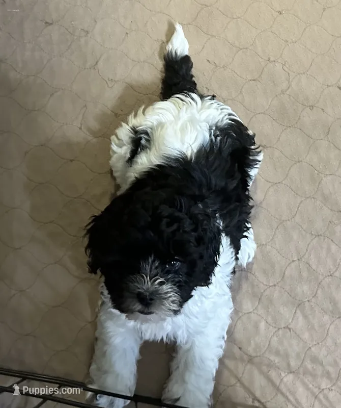 Rosie – Shihpoo puppy for sale in Gloucester, VA