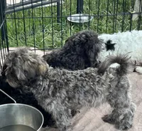 Marie, a female Shih Tzu and Poodle - Miniature  for sale in Gloucester, VA – 3 of 3
