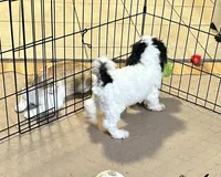 Oreo, a male Shihpoo for sale in Gloucester, VA – 3 of 10