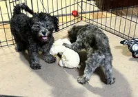 Sara, a female Shihpoo for sale in Gloucester, VA – 2 of 6