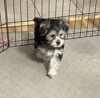 Darla, a female Yorkipoo for sale in Gloucester, VA – 2 of 8