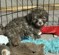 Mikey, a male Shihpoo for sale in Gloucester, VA – 3 of 6