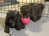 Jack, a male Shihpoo for sale in Gloucester, VA – Photo 2 of 4