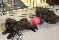 Jack, a male Shihpoo for sale in Gloucester, VA – Photo 3 of 4