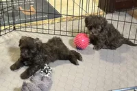 Jack, a male Shihpoo for sale in Gloucester, VA – Photo 4 of 4