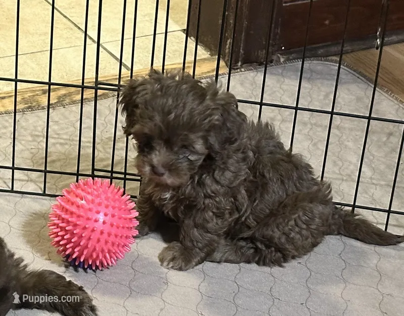 Jack – Shihpoo puppy for sale in Gloucester, VA