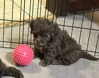 Jack, a male Shihpoo for sale in Gloucester, VA – Photo 1 of 4