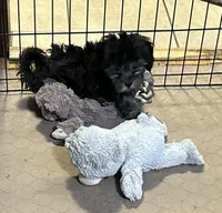 Baxter, a male Shihpoo for sale in Gloucester, VA – 2 of 7