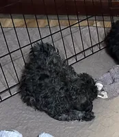 Bianca, a female Shihpoo for sale in Gloucester, VA – 7 of 7