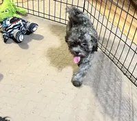 Sophie, a female Shihpoo and Poodle - Miniature  for sale in Gloucester, VA – 8 of 8