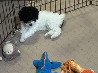 Marie, a female Poodle - Miniature  for sale in Gloucester, VA – Photo 8 of 10