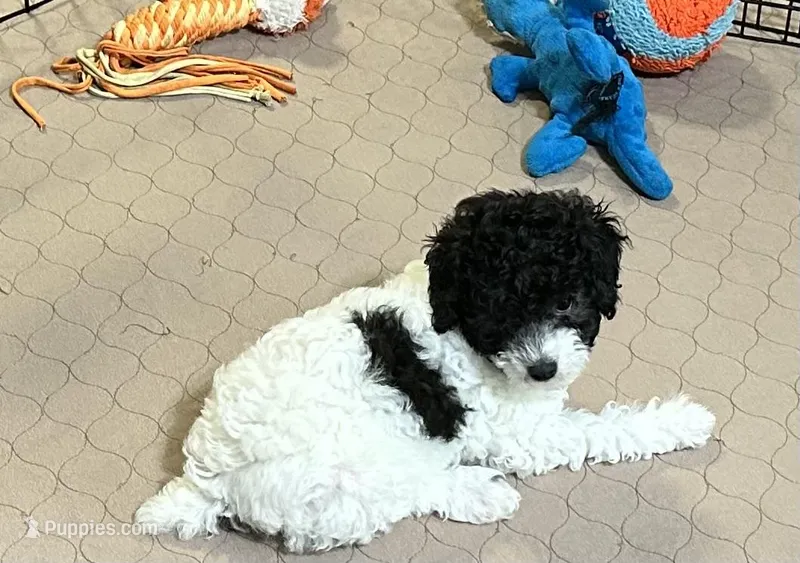 Marie – Poodle - Miniature  puppy for sale in Gloucester, VA