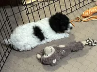 Marie, a female Poodle - Miniature  for sale in Gloucester, VA – Photo 4 of 10